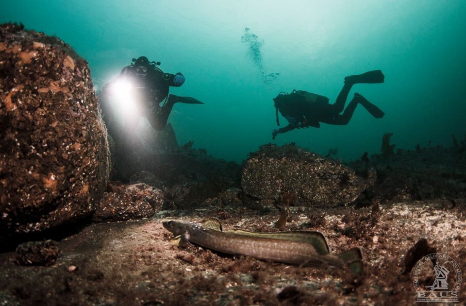 Padi Advanced Open Water